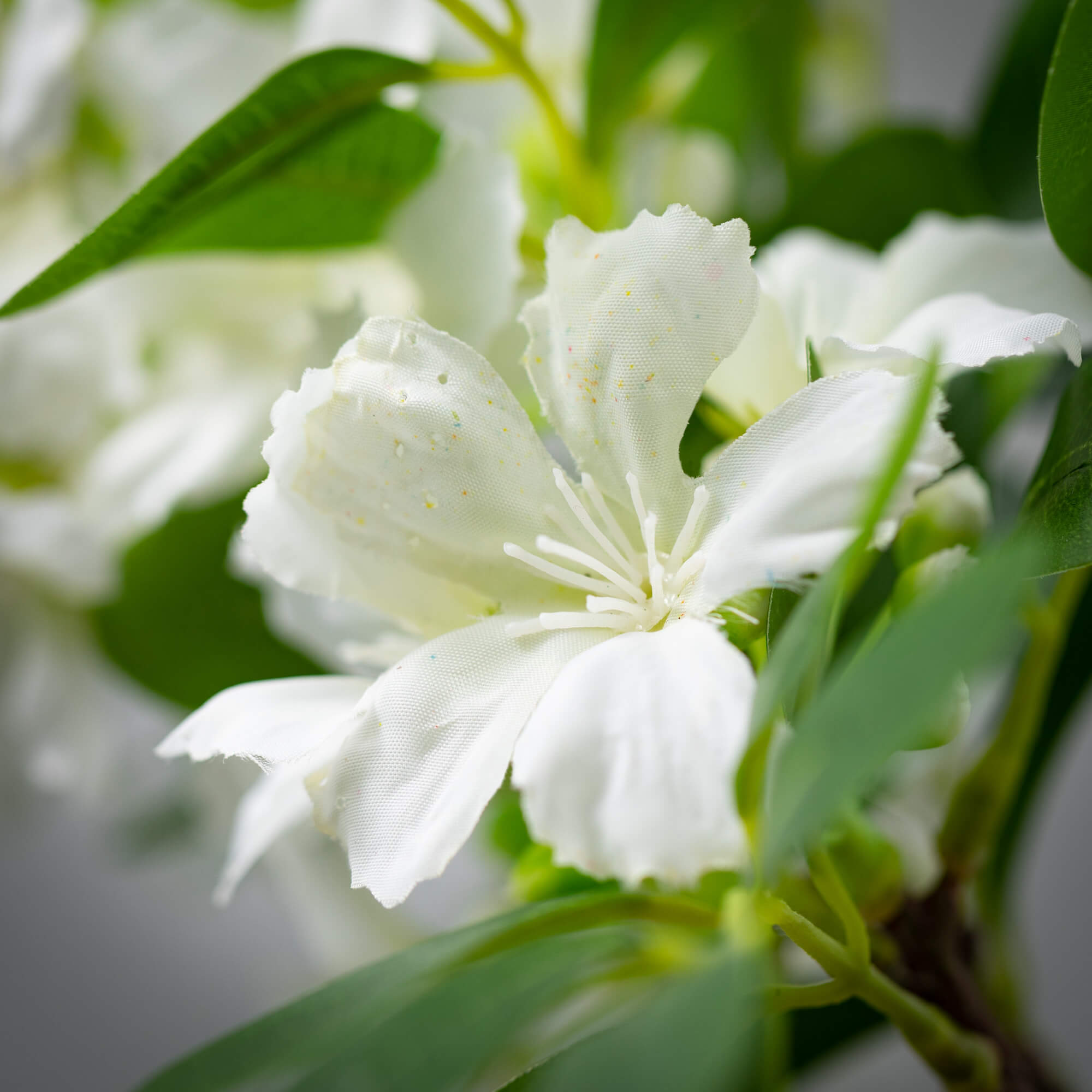 White Wild Blossom Flower